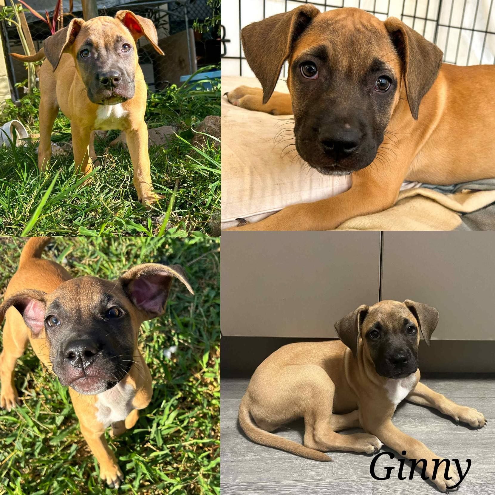 Ginny Ginny